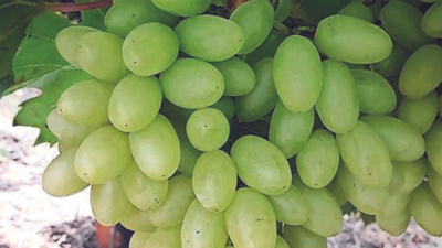 Nashik: Early grape harvest begins in Satana; farmers get Rs 70/kg