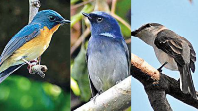 Kolkata: Lake shutterbugs click more rare birds