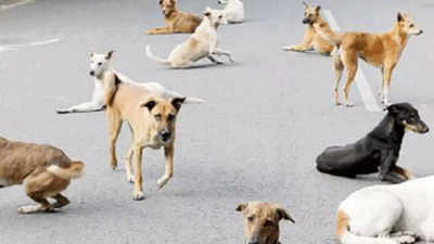 Tamil Nadu: ABC programme launched to control stray dog menace