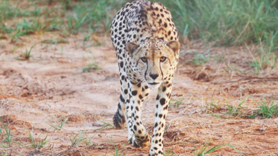 Madhya Pradesh: Third cheetah moved into hunting enclosure