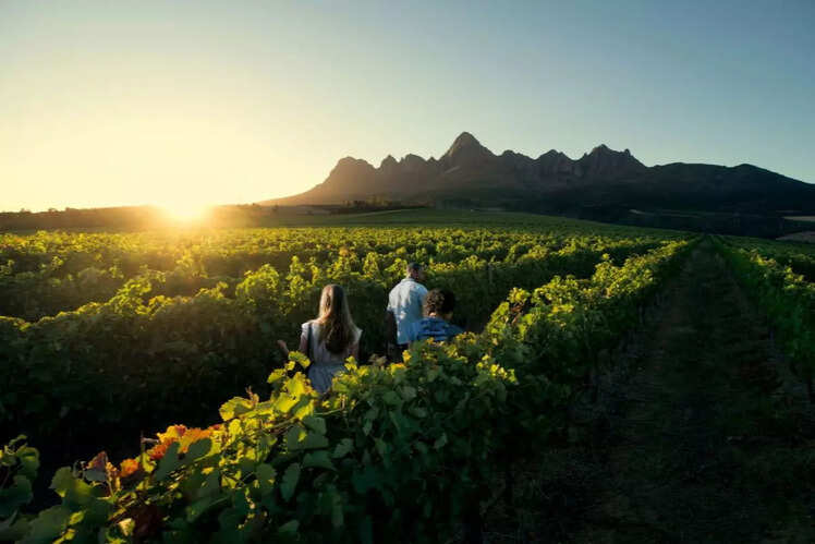 Explore Winelands by the Moonlight