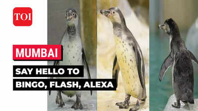 3 new Humboldt penguin chicks add to count at Mumbai’s Byculla zoo