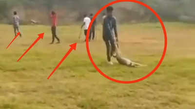 Video of pregnant dog killed by Delhi engineering college students stuns animal lovers