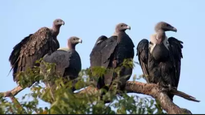 Himalayan Griffon vulture numbers rise in Amangarh Tiger Reserve: Survey