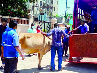 Chennai: Civic body impounds 335 cattle since November 2, collects Rs 6.7 lakh fine