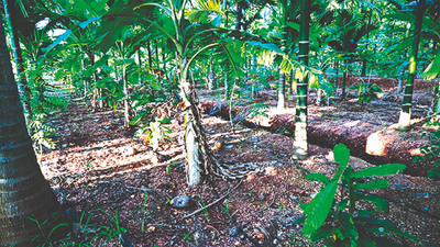 Areca cultivation on the rise in Mysuru, Chamarajanagar districts