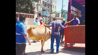 Chennai: Civic body impounds 335 cattle since November 2, collects Rs 6.7 lakh fine