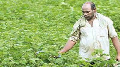 Cotton ryots in NTR dist battle crop losses