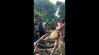 Leopard knocked dead on NH6 near Jambhli