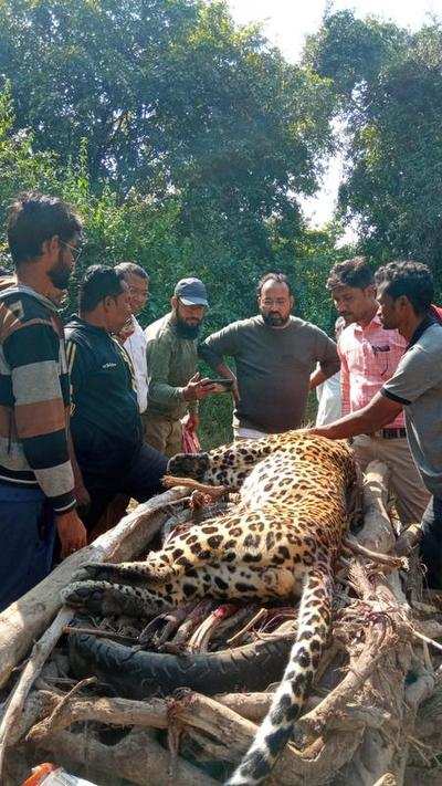 Leopard knocked dead on NH6 near Jambhli