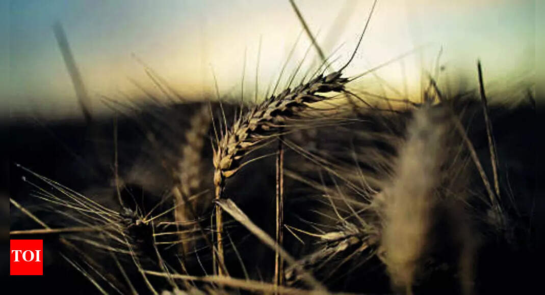 union-budget-2023-government-s-fy23-food-subsidy-bill-likely-to-cross