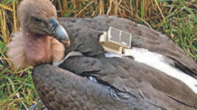 Missing rare vulture from Nepal found in Bihar's Darbhanga