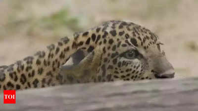 Mumbai: Squatters scoot at sight of leopard