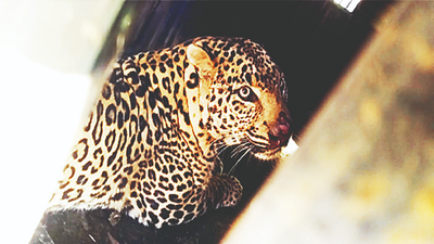 2-year-old leopard rescued from Pathardi in Nashik city