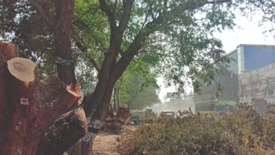 Coimbatore: Green activists up in arms as 21 tamarind trees on Podanur Main Road face axe