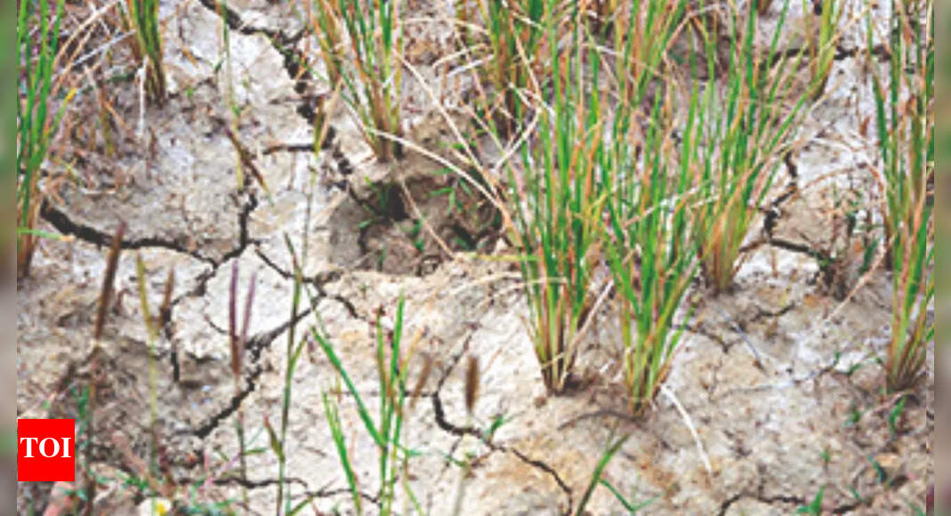 Dists Gear Up To Identify Drought-hit Farmers | Ranchi News - Times of ...