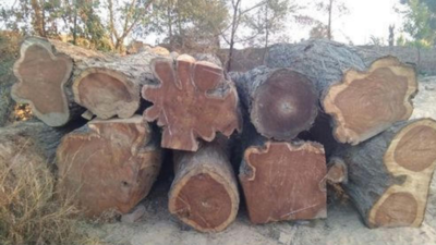 India gets rules for export of Rosewood products relaxed during CITES meet in Panama, move to help artisans and exporters