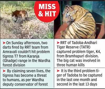 One more Tadoba tiger in net; Wardha feline escapes