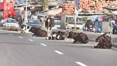 Ahmedabad man gets jail for letting cattle stray on street