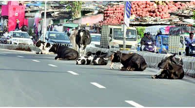 Man gets six months in jail for letting cattle stray on street