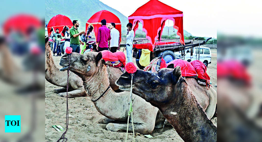 Expedite Camel Transport Rules For R-day: Delhi Hc | Jaipur News ...