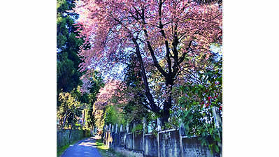 Shillong turns pink with cherry blossoms