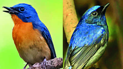 Kolkata bird enthusiasts flock to Lake to capture rare feathered guests on camera