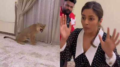 'Main Dar Gayi': Shehnaaz Gill runs after seeing a lion cub in Dubai hotel room; her expressions leave the fans in splits