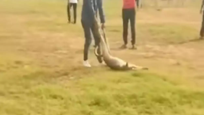 4 students arrested for beating pregnant dog to death in southeast Delhi