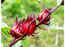 Kudrum, the unexplored winter fruit from Bihar and why the world is seeking it out