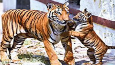 Telangana: Big cat and cubs on loose in Adilabad, villagers on edge