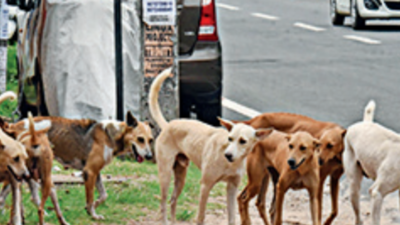 Only 35% of 22 lakh anti-rabies doses given to dogs in 6 years