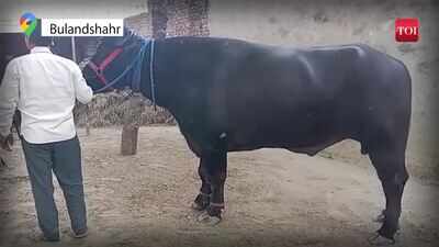 16 feet long 'balwan' worth 2 crore is highest milk producing buffalo