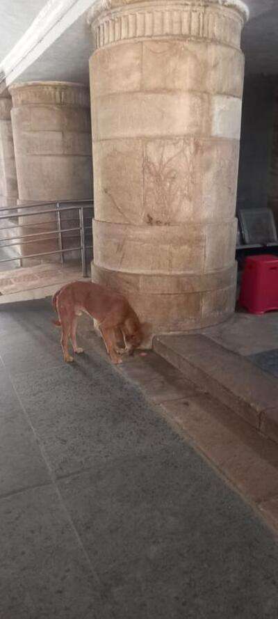 Act against those feeding dogs in HC campus: Judges