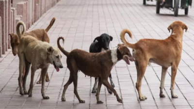 Over 4.6 lakh dog bite cases in Uttarakhand in past 14 years: RTI