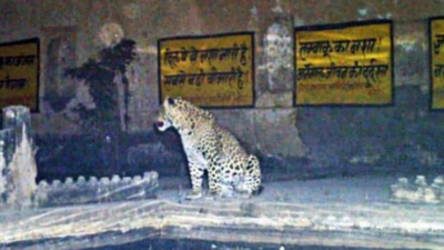 Rajasthan: Students out as leopard makes school its home
