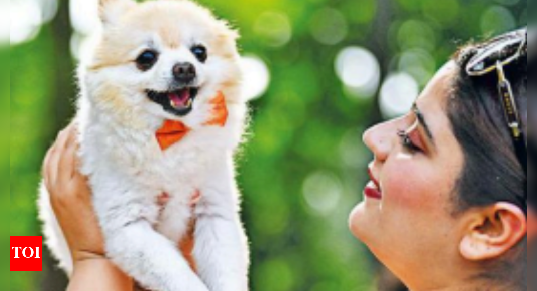 Separate Pet Lifts To Registering All Strays, Many Demands, Ideas At