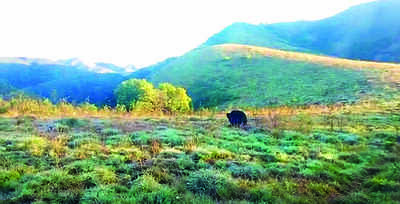 Sloth bear caught, released into wild