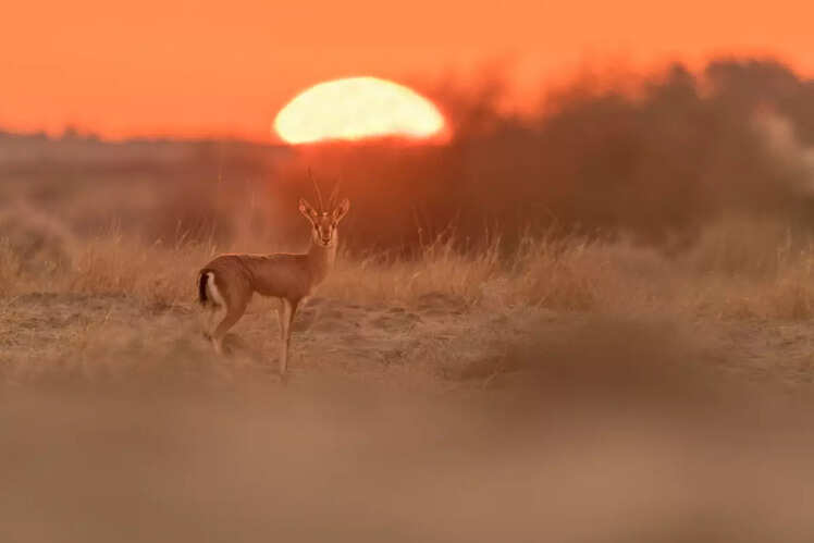 Bishnoi village safari