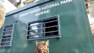 Maharashtra: Leopard enters housing complex in Kalyan, injures three persons; captured