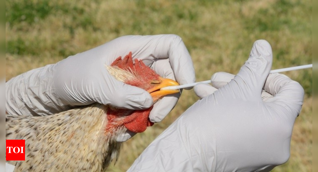 Avian flu outbreak wipes out 50.54m US birds, a record