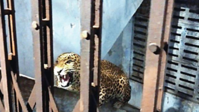 Thane: Leopard in Kalyan building sparks panic, 5 injured