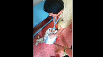Tamil Nadu: Two private hospitals in dock for animal abuse