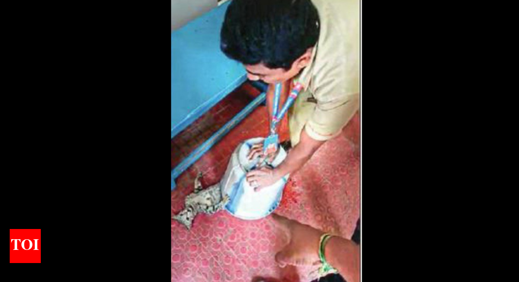 Tamil Nadu Two private hospitals in dock for animal abuse Chennai