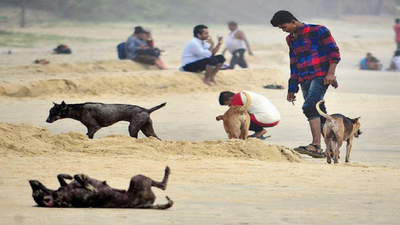 Goa: Feed dogs only at designated places | Goa News - Times of India