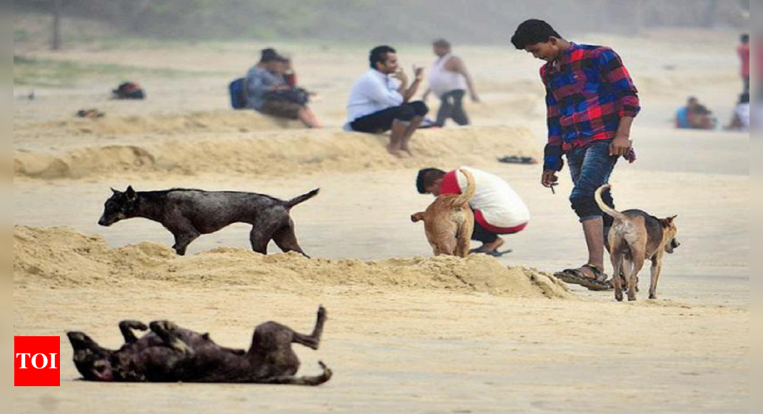 Goa: Feed dogs only at designated places