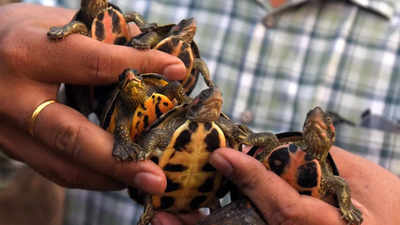 Higher protection likely for two species of Indian turtles under global convention