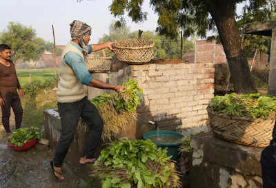 Explained: How weather disturbances hurt India's crops and swayed food inflation this year