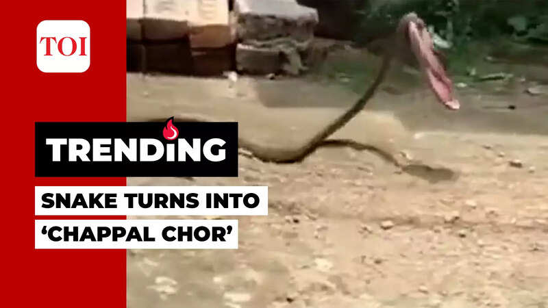 VIRAL VIDEO: Viral video: Angry snake runs away with a slipper