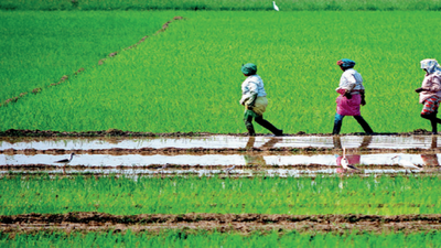 'Rabi sowing hampered in Pune by extended rains'
